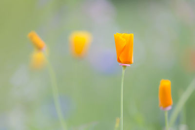 Close-up of yellow flowering plant