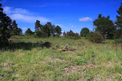 View of a field of a forest