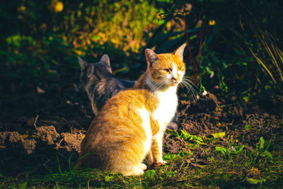 Portrait of cat sitting on field