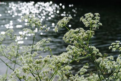 Close-up of plants against blurred background