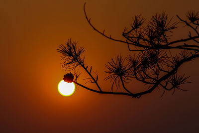 Silhouette bare tree against orange sky