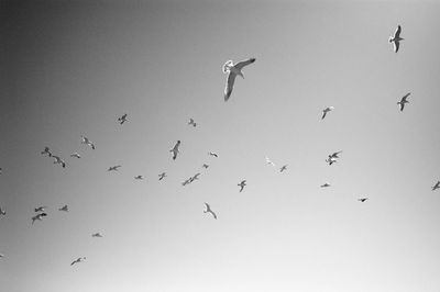 Low angle view of birds flying against clear sky