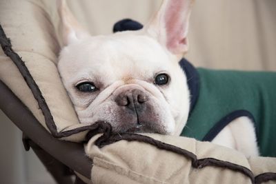 Close-up portrait of dog resting