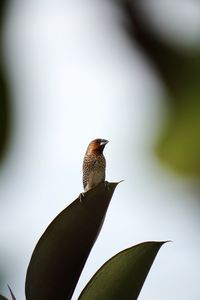 Close-up of spice finch perching on plant