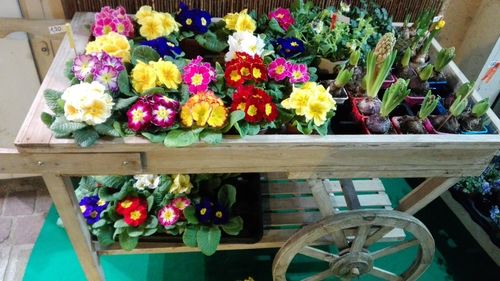 Colorful flowers for sale in market