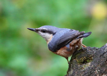 Close-up of nuthatch perching on branch