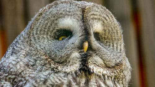 Close-up portrait of a owl