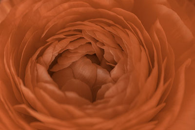 Full frame shot of red ranunculus petals