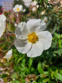 Close-up of white flowering plant