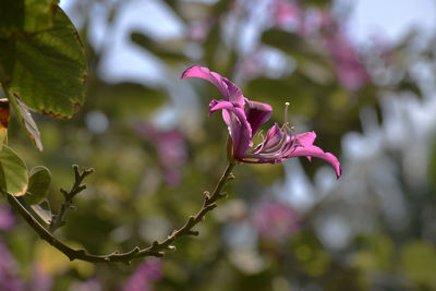 Close-up of pink flowering plant
