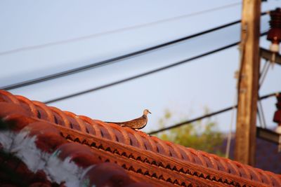 Low angle view of bird on roof against sky