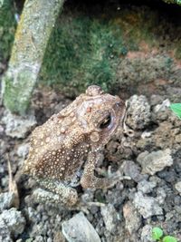 Close-up of lizard on rock