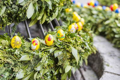 Close-up of yellow flowering plant