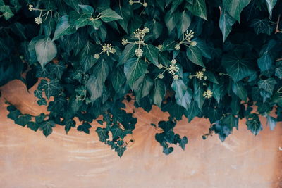 High angle view of flowering plants on table