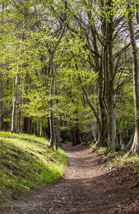 Dirt road amidst trees in forest