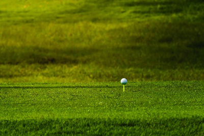 Golf ball on field