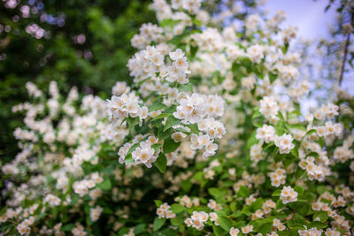 Close-up of pink cherry blossom