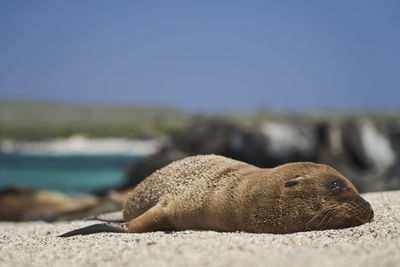 Galapagos sea lion, zalophus wollebaeki. cute puppy lying in the warm sunlight on the sandy beach. 