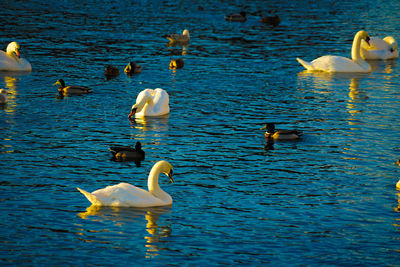 Swans swimming in lake