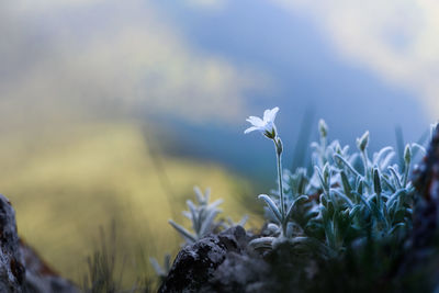 Close-up of white flowering plants on field