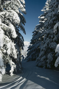 Snow covered road amidst trees against sky