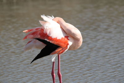 flamingo