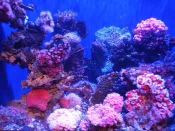 View of fish swimming in sea