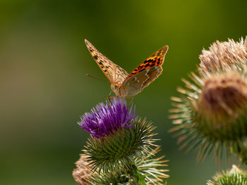 Close-up of butterfly pollinating on thistle