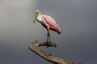 Roseate spoonbill perching on wood in lake