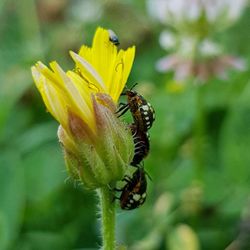 Close-up of insect on yellow flower