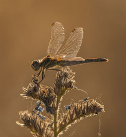 Close-up of dragonfly on plant