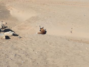 High angle view of birds on sand