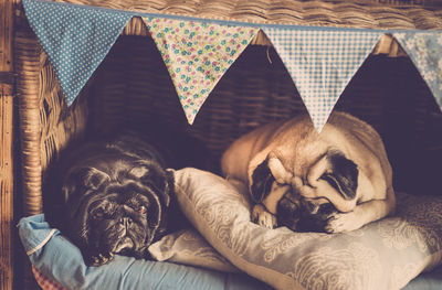 Close-up of dog resting at home