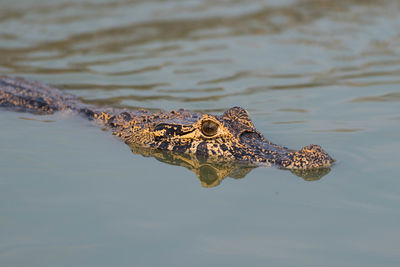 Yacare caiman swimming in lake