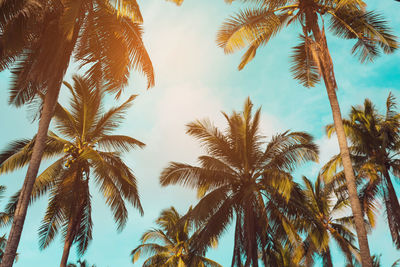 Low angle view of palm trees against sky