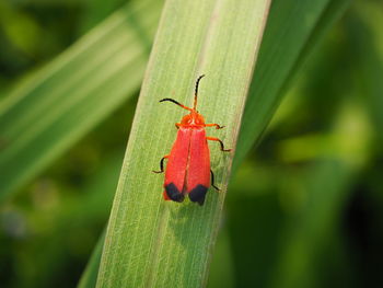 Close-up of ladybug on leaf