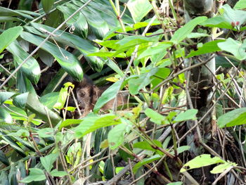 Squirrel on plant