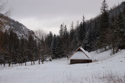 Scenic view of snow covered land and trees against sky