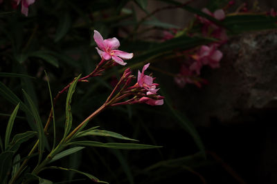 Close-up of pink flowering plant