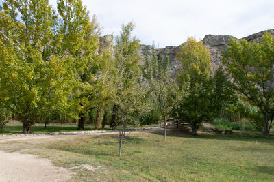 Trees on field against sky