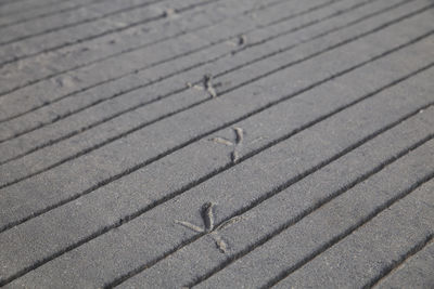 Traces of bird that walked on fresh concrete in denmark