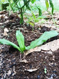 Close-up of plants growing on field