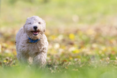 Poochon puppy running with his mouth open on green grass in a park looking into the camera