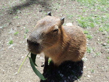 Close-up of an animal