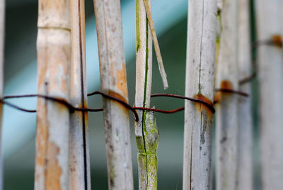 Close up bamboo