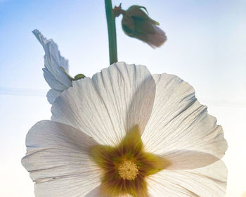 Close-up of white flowering plant against sky