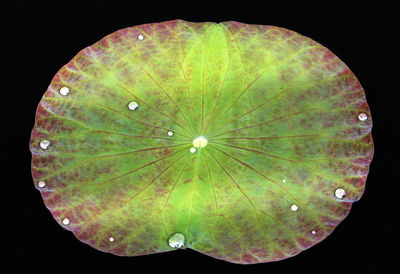 Directly above shot of banana leaf against black background