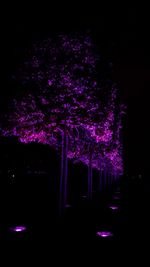 Illuminated trees in park at night