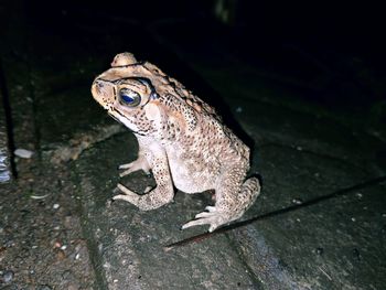 Close-up of frog on wood