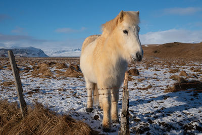 Icelandic horse standing on snow covered field against sky
